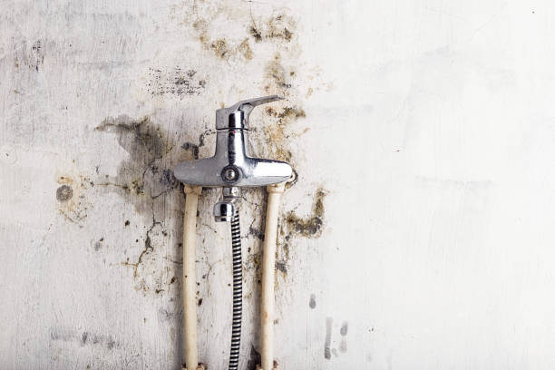 Best Home Mold Removal  in Secy, AR