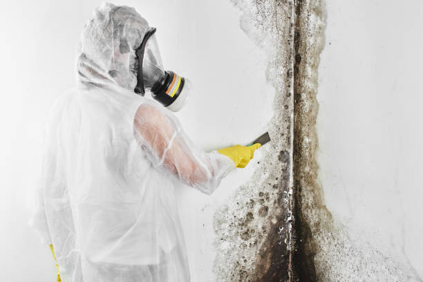 Best Emergency Mold Removal  in Secy, AR