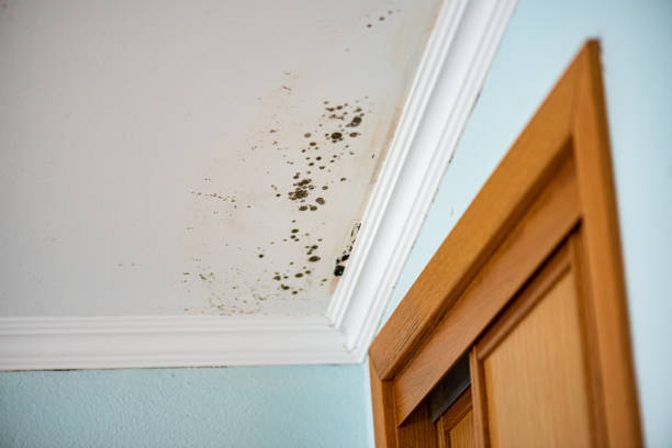 Professional Mold Removal in Searcy, AR