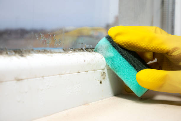 Attic Mold Removal in Searcy, AR
