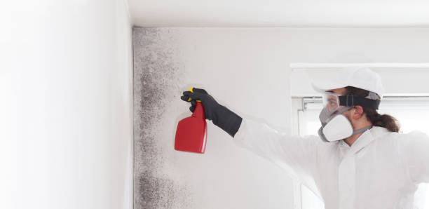 Best Same-Day Mold Removal  in Secy, AR