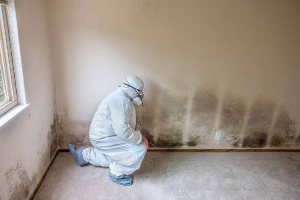 Best Fast Mold Removal  in Secy, AR