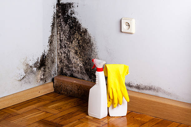 Best Mold Removal and Inspection  in Secy, AR