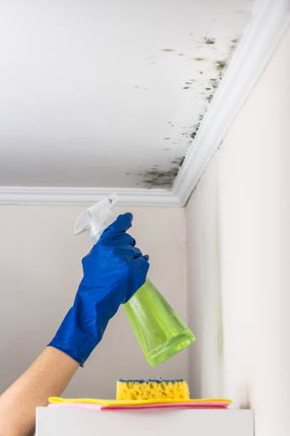 Best Black Mold Removal  in Secy, AR